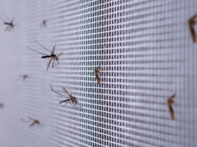 About Artarmon Carpet company - pest control experts in Artarmon