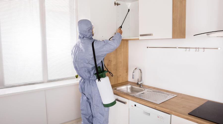 Professional pest control services in Artarmon